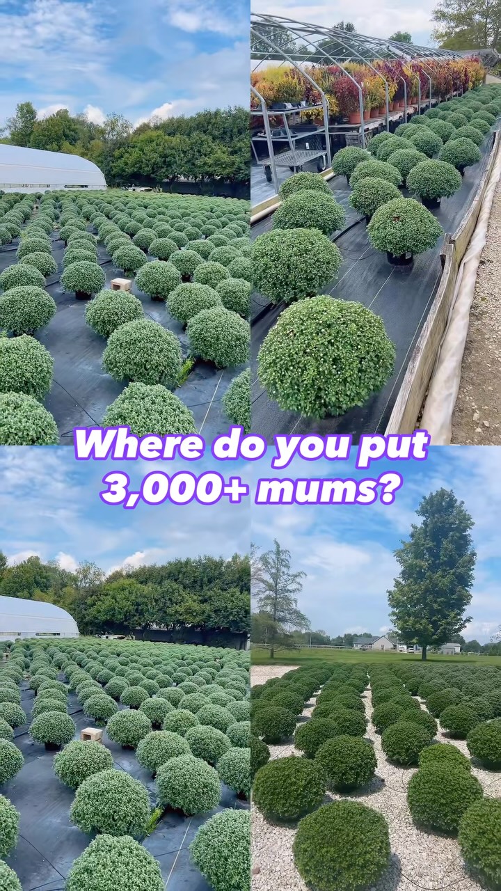 Where do you grow 3,000+ mums? Apparently, anywhere you can find the space. 😂
We’ve been growing this year’s mums all around Baker’s Acres, and they’re getting ready to put on quite the fall show.
Thousands of mums and lots of colors,… mum season is here! 🍂
.
.
.
#fallmums #mumseason #bakersacres #alexandriaohio #ohiogreenhouse