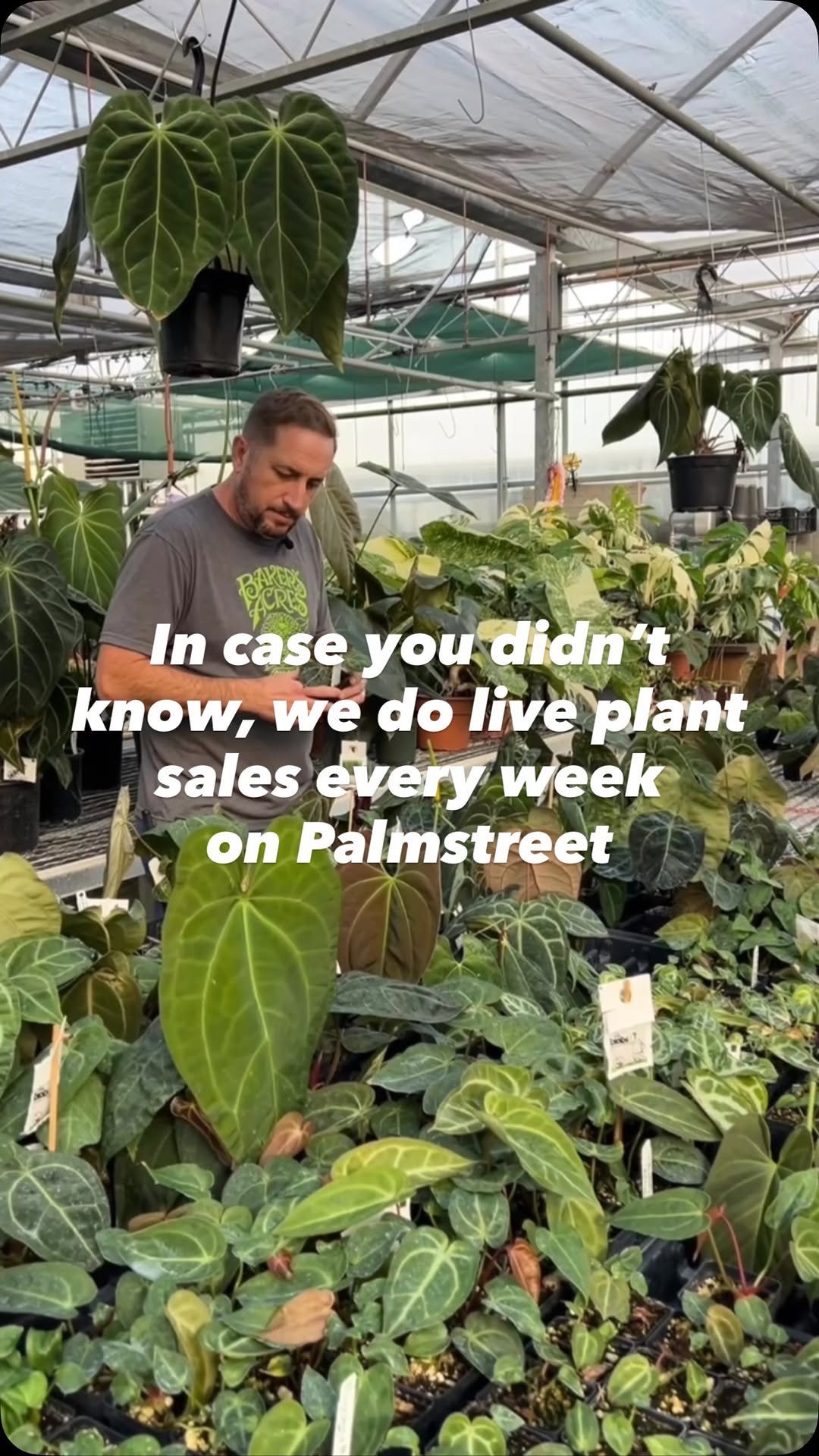 Did you know we go LIVE on Palmstreet a few times every week? 📱
Catch Nick or Dani & Lauren showing off our latest Anthuriums, unique finds, and whatever earns a spot in Horticultural Hotness that week. 🔥
It’s basically a trip to Baker’s Acres without leaving your couch. 😂
Follow us on @palmstreetapp and come hang out with us LIVE!
.
.
.
#bakersacres #alexandriaohio #ohiogreenhouse #palmstreetlive