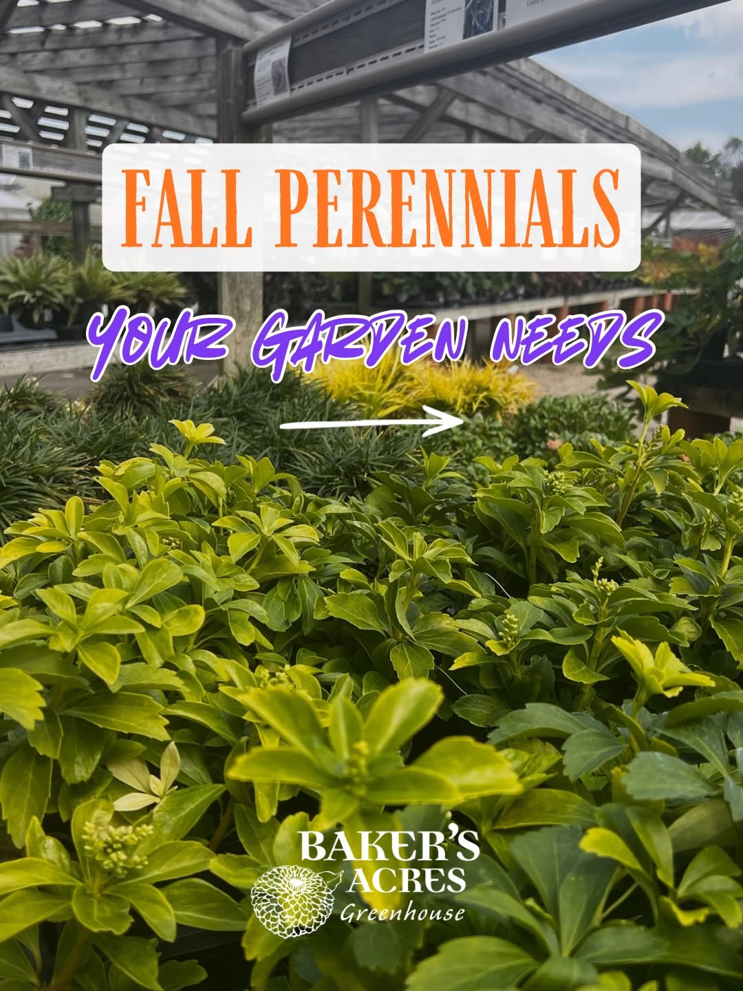 🍂 Plot twist: your garden’s best season might just be fall.
Fresh color, gorgeous texture, and plenty of plants ready to keep the garden looking GOOD well beyond summer.
Swipe through for a few of our fall favorites, then come see what’s waiting for you at the greenhouse. 💚
📍Baker’s Acres - 3388 Castle Rd, Alexandria, OH
.
.
.
#bakersacres #alexandriaohio #ohiogreenhouse #fallperennials