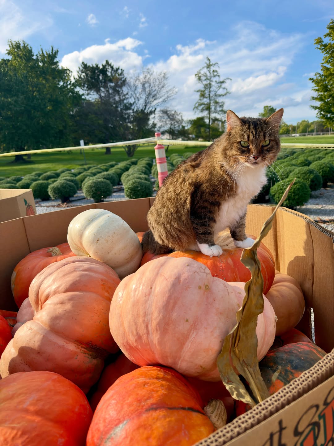 🎃 Pumpkins have arrived! Fern has inspected them and she says they’re ready to take home.
📍Baker’s Acres - 3388 Castle Rd, Alexandria, OH
.
.
.
#pumpkinseason #bakersacresgreenhouse #alexandriaohio #fallvibes #shoplocal
