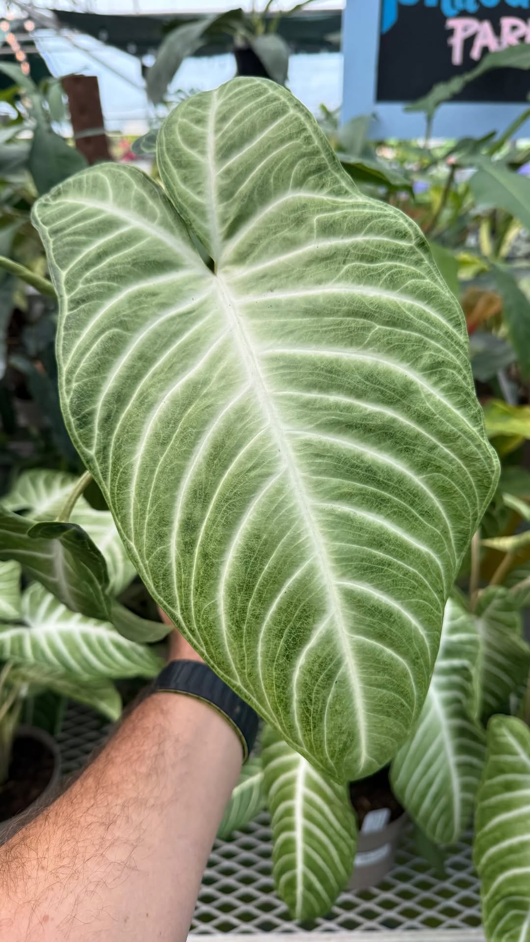 JUST DROPPED! A fresh batch of houseplants and there are SO many good ones right now.
Tiny ones. Trailing ones. Statement plants. “I definitely have room for one more” plants. 😂
Come take a walk through the greenhouse and see what catches your eye. Then tell us… which one is coming home with you? 👇
.
.
.
#BakersAcres #Houseplants #PlantLovers #GreenhouseLife #AlexandriaOhio
