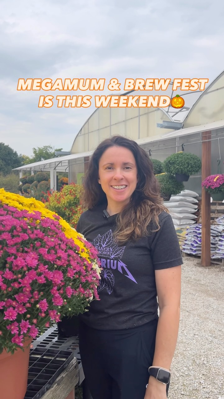 Pam’s got the scoop on one of our favorite fall days at Baker’s 🍂🌼🍻
MegaMum & Brew Fest is September 26, and we’re packing the greenhouse with all the things we love about fall…thousands of mums, local brews, wine, amazing vendors, good food, and plenty of reasons to hang around awhile.
Whether you’re coming to load up on mums, sip something local, shop the vendors, or just enjoy the day with us… we’ll see you here. 😉
Shop & coffee starts at 9 am
BrewFest starts at 11 am
🍻 Purchase your tasting tickets on site
🎃 Paint your pumpkins
📍 Baker’s Acres Greenhouse - 3388 Castle Rd, Alexandria, OH
TAG who you’re bringing with you 👇
.
.
.
#megamumandbrewfest #bakersacresgreenhouse #fallatbakers #alexandriaohio #mumseason