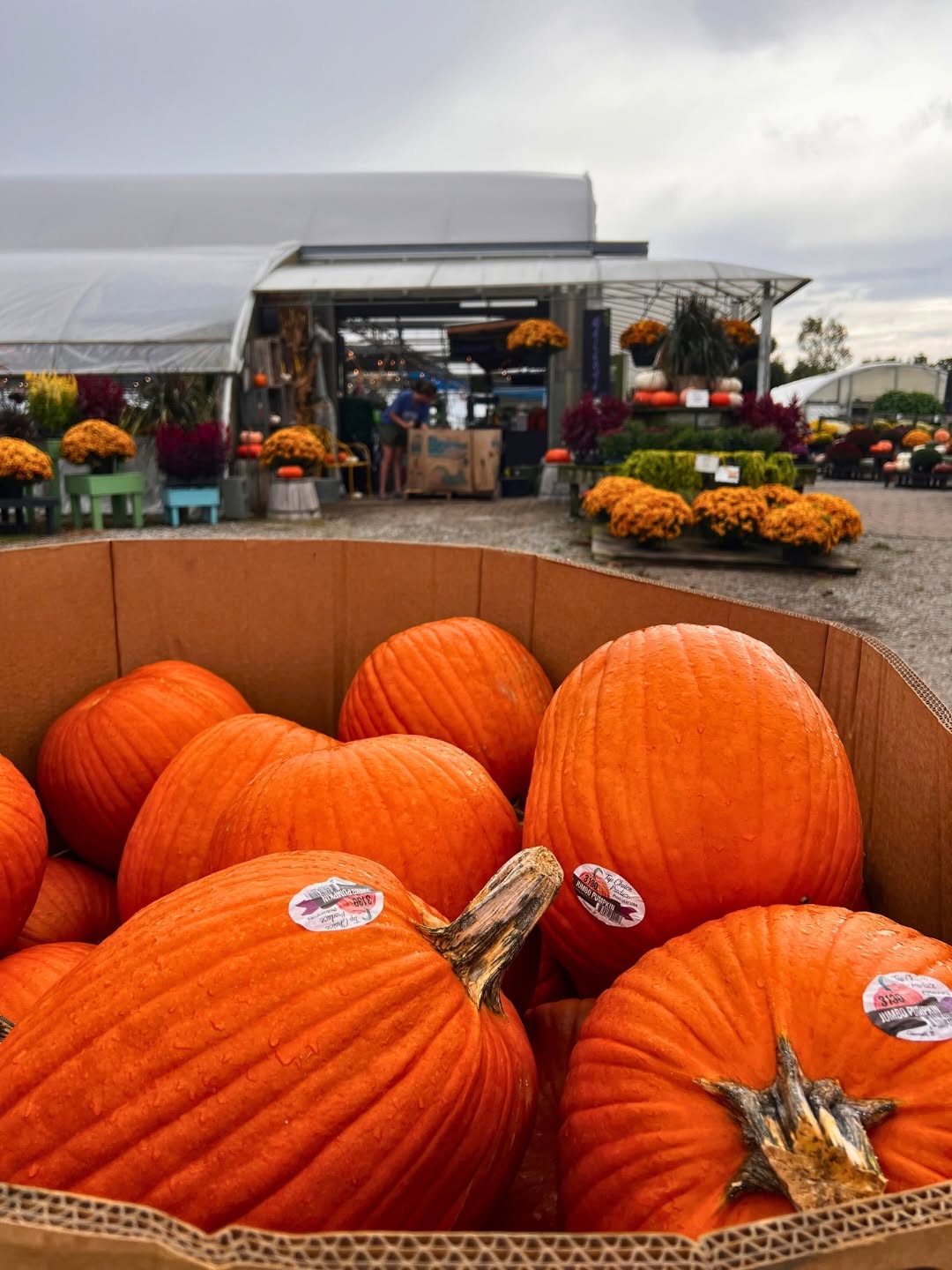 If fall had a shopping list, this would pretty much be it. 🍂🌼🎃
Mums are looking GOOD, pumpkins are here, and the greenhouse is officially giving full-on fall.
Come pick your colors, grab a pumpkin or two, and make your porch look like you’ve had your life together since September 1. 😂
📍 Baker’s Acres Greenhouse
.
.
.
#bakersacresgreenhouse #mums #pumpkins #fallplants #alexandriaohio